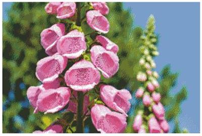 (image for) Foxgloves